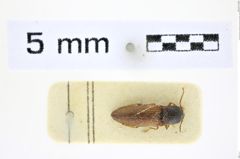 Foto (Dorsalansicht) von Glyphonyx bicolor bicolor (Candèze, 1893) (NHMW-ZOO-COL-0008425)
